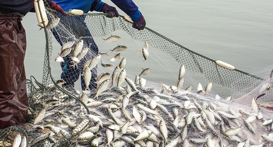 Redes de Pesca – Probrisa Tienda, redes de pesca
